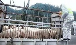 猪瘟最新爆料视频大全集