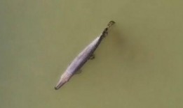 鳄雀鳝最新爆料视频大全,惊悚瞬间直击水下世界