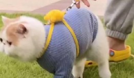 加菲最新爆料新闻视频,揭秘娱乐圈惊人内幕！