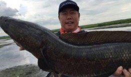 鳄雀鳝最新爆料视频大全,惊悚瞬间直击水下世界