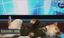 虎帅最新爆料新闻视频大全,视频大全揭秘热点事件幕后真相